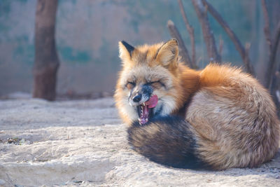 Red fox of wild animals
