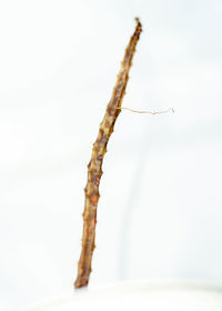 Close-up of dead plant