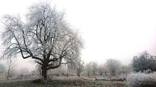 Close-up of tree