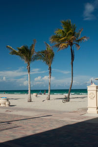 Palm trees on beach