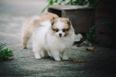 Portrait of puppy on footpath