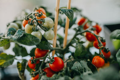 Close-up of tomatoes growing on potted plant