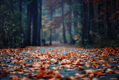 Fallen leaves on land in forest during autumn