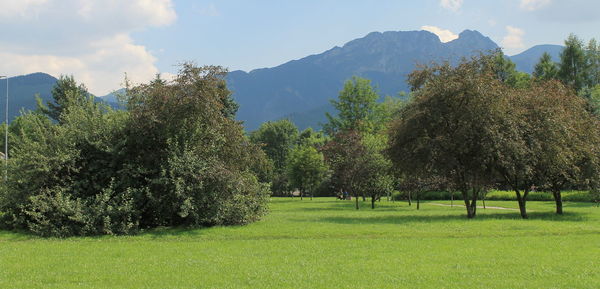 Trees on grassy field against mountain range