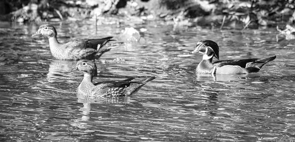 Duck swimming in lake