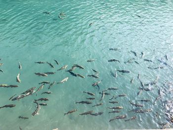 High angle view of fishes swimming in sea