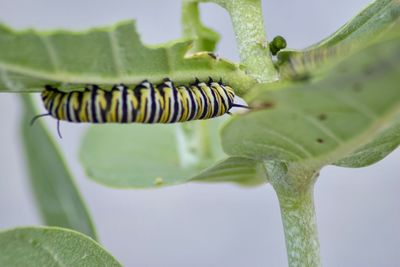 Close-up of insect on plant