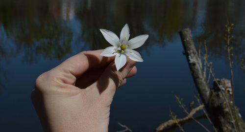 Close-up of cropped hand holding white flower