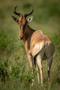 Coke hartebeest stands on savannah looking back