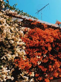 Low angle view of flowering plants by building against sky