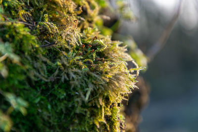 Close-up of moss growing outdoors