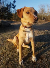 Dog sitting on field against sky