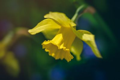 Close-up of yellow flowering plant