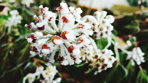 Close-up of white flowers