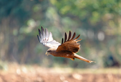 Close-up of eagle flying