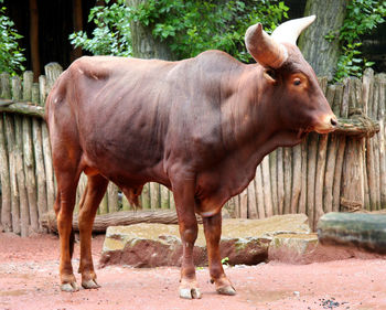 Bull standing on ground