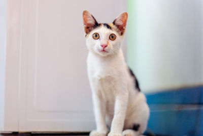 Portrait of cat sitting on blanket at home