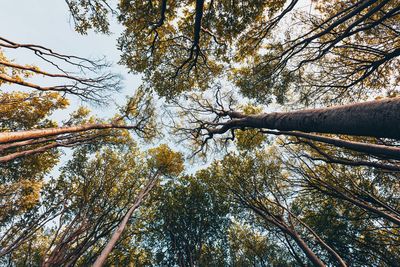 Low angle view of trees in forest against sky