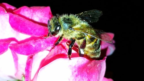 Close-up of bee pollinating on pink flower