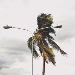 Low angle view of coconut palm tree against sky