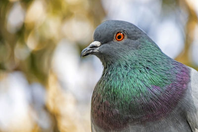 Close-up of pigeon