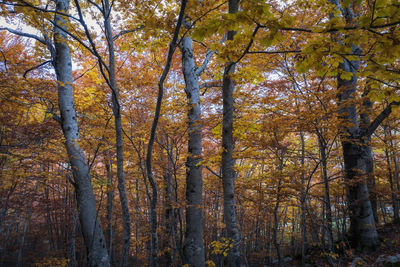 Low angle view of trees in forest during autumn