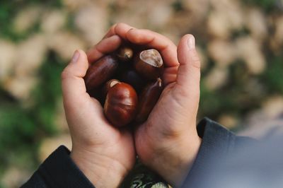 Close-up of hand holding chestnut