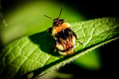 Close-up of insect