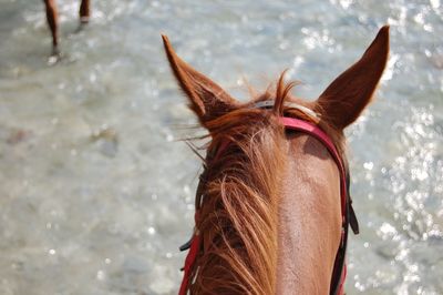 Close-up of horse in sea