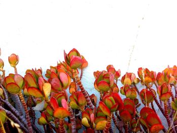 Close-up of red flowers