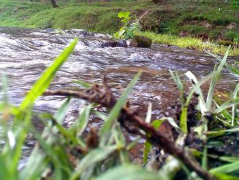 Close-up of grass in water