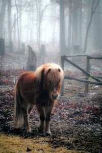 Brown horse in forest
