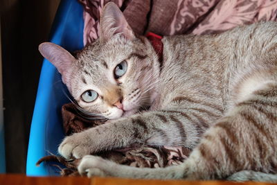 Close-up portrait of a cat resting