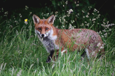 Portrait of fox on field