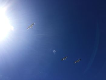 Low angle view of birds flying against clear sky