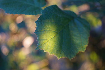 Close-up of leaf during autumn