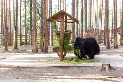 View of a horse in the forest