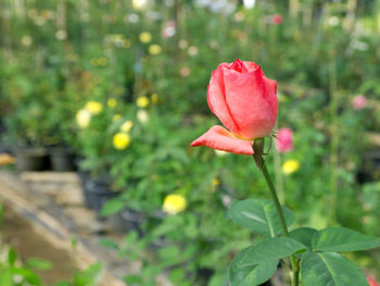 Close-up of pink flower blooming outdoors