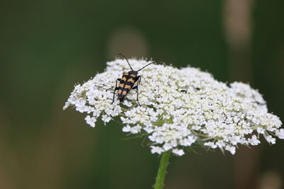 Close-up of insect on white flower
