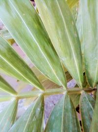 Full frame shot of leaves