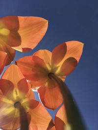 Close-up of orange flowering plant against sky