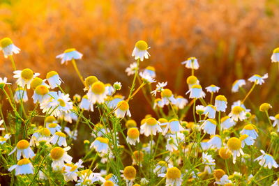 Close-up of yellow flowering plants on field