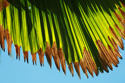 Low angle view of palm leaves against sky