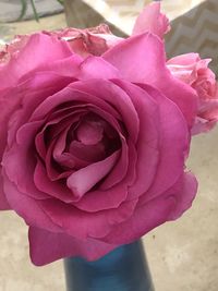 Close-up of pink rose