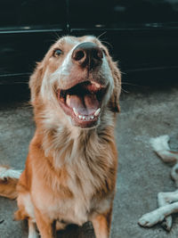 Close-up portrait of dog