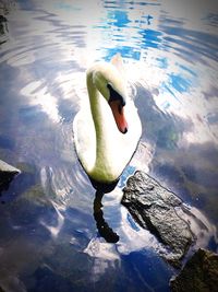 Close-up of swan swimming in lake