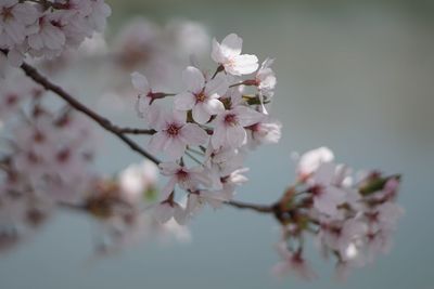 Close-up of cherry blossoms in spring