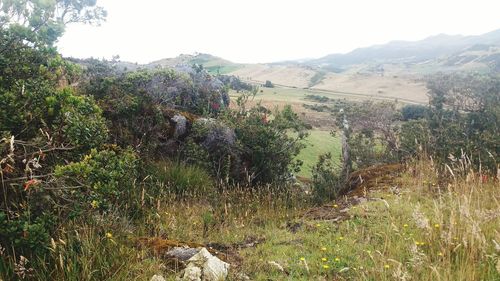 Scenic view of landscape against clear sky