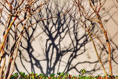 Close-up of bare trees