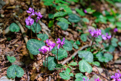 High angle view of purple flowers blooming outdoors